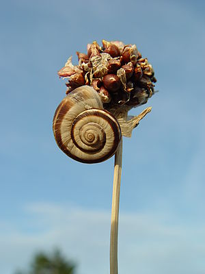Snail lingers on a dray plant