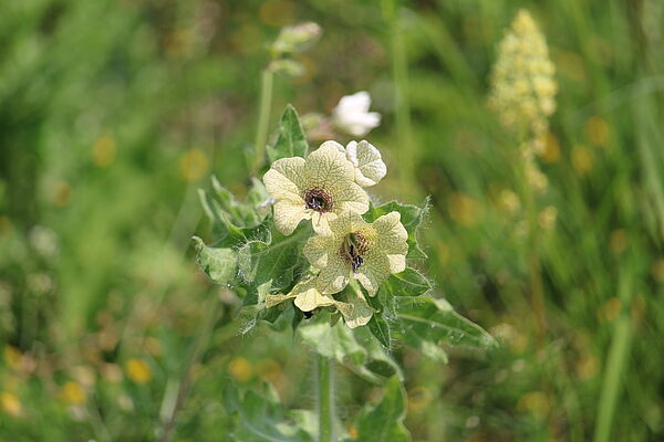 Schwarzes Bilsenkraut (Hyoscyamus niger)