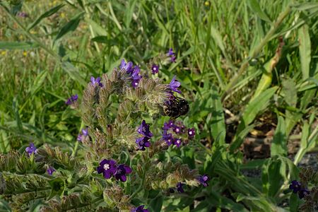 Dunkle, wenig behaarte Hummel sammelt Nektar von kleinen, lila Blümchen