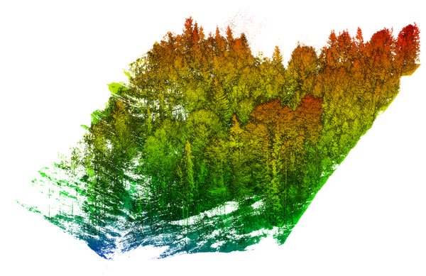 Point cloud in different colors shows a section of a forest for forest monitoring