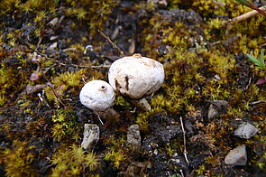 Zitzen-Stielbovist (Tulostoma brumale)