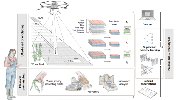 Modell der Deep-Learning-Methode zur Erkennung von Gelbrost bei Winterweizen