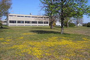 Wiese mit größeren Flächen von gelben, kleinen Blumen