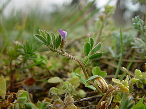 Zwerg-Wicke (Vicia lathyroides)