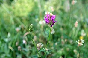 A delicate plant with many elongated narrow purple petals