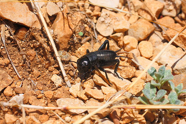 Feldgrille (Gryllus campestris)
