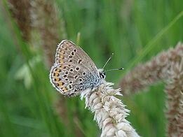 Schmetterling mit weiß-behaartem Körper und hellbraunen Flügeln mit dunkelbraunen und orangen Markierungen sitzt auf hellbeiger Ähre