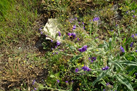 Hummel sammelt Nektar von kleinen, lila Blüten