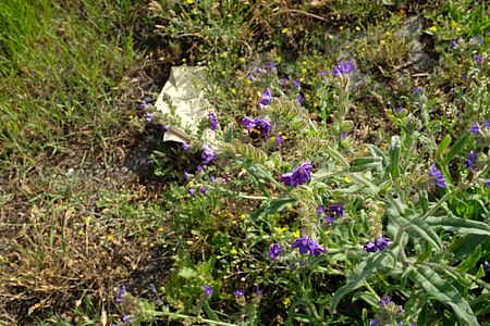 A bumblebee is collecting nectar from small purple flowers