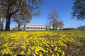 Meadow with big spaces of small, yellow flowers