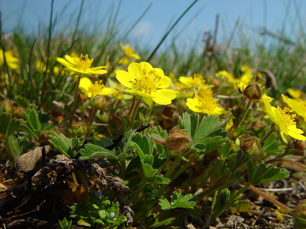 Yellow flowers on a meadow 