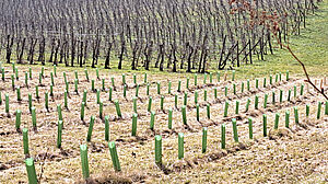 Setzlinge durch Plastikhüllen auf Feld geschützt