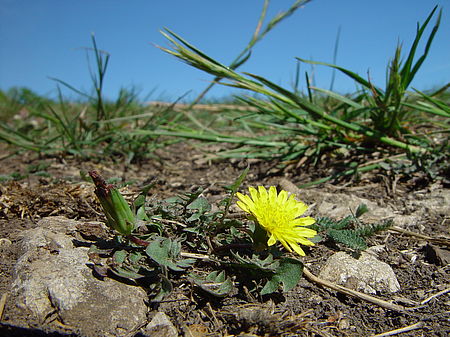 Blossom of a dandelion in an earthy area