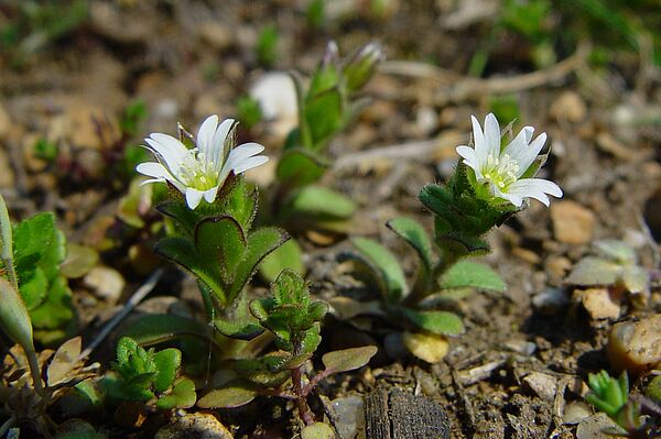 Kleb-Hornkraut (Cerastium glutinosum)