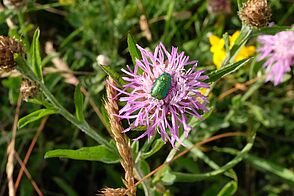 A greenish, petrol-shimmering beetle sits in the middle of a pink flower