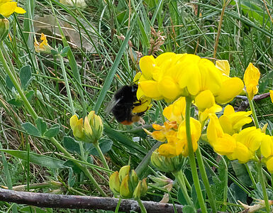 Dunkle Hummel sammelt Nektar von kleinen, gelben Blümchen