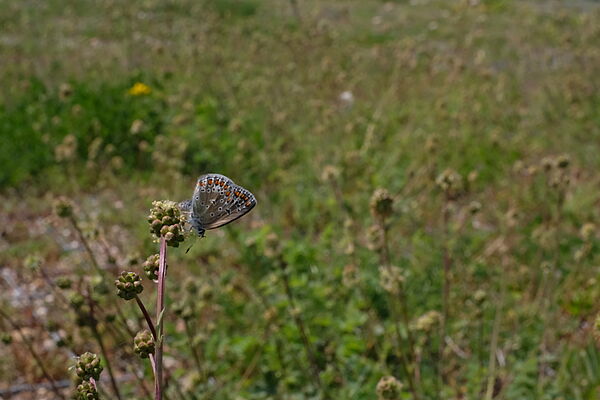 Hauhechel-Bläuling (Polyommatus icarus)