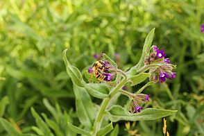 A wild bee is gathering nectar from a small purple flower