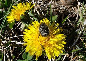 Leicht behaarter, schwarzer Käfer mit kleinen weißen Punkten sitzt in der Mitte von einer Löwenzahnblüte