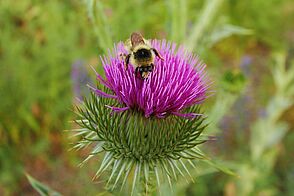 Bunthummel sammelt Nektar aus einer dunkelpinken Distelblüte