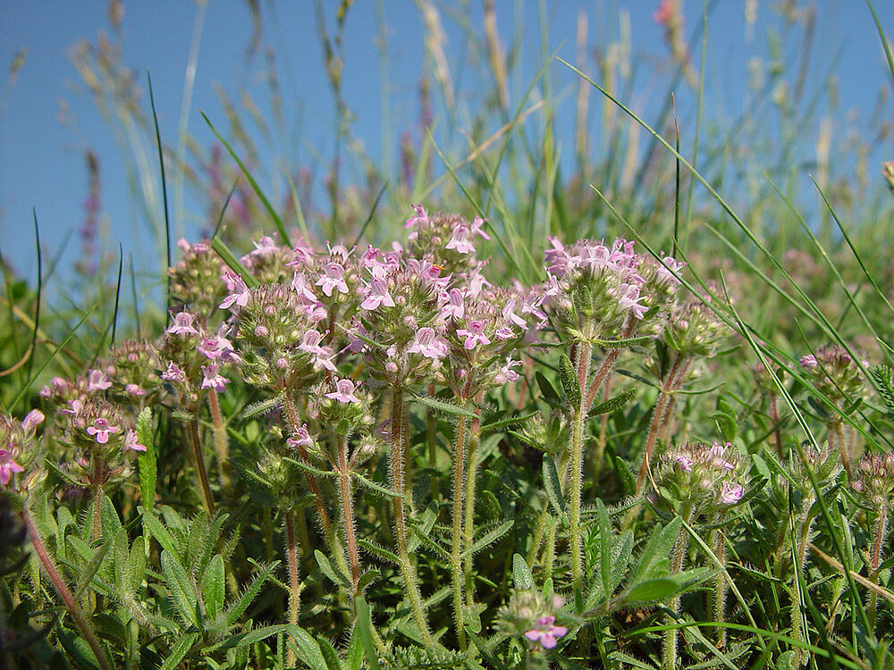 Pflanze mit rosanen Blüten im Vordergrund und Wiese im Hintergrund