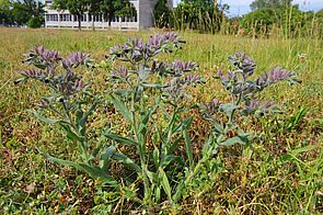 Gewächs mit geschlossenen, dunkelvioletten Blüten und teils matten, hellvioletten Blättern