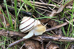 Wiener Schnirkelschnecke (Caucasotachea vindobonensis)