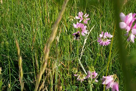 A bumblebee is gathering nectar from bright pink blossoms