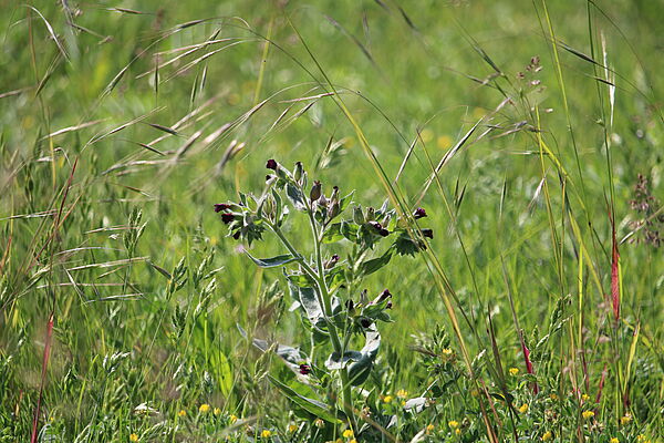 Braunes Mönchskraut (Nonea pulla)