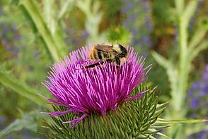 A shrill carder bee is gathering nectar from a dark pink thistle flower