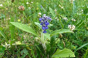 Kleines, behaartes Gewächs mit dicken, lange Blättern und dunkelblauen Blüten