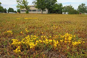 Small, yellow flowers