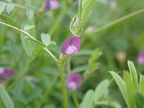 Zwerg-Wicke (Vicia lathyroides)
