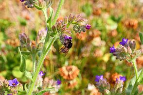 Wildbiene sammelt Nektar aus einer kleinen lila Blüte