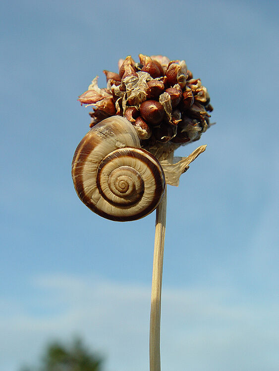 Eine Schnecke auf einer brauen Pflanze