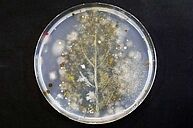 Nahaufnahme Schimmel in Petrischale