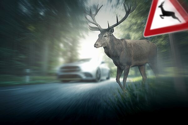 Wild neben Straße mit Auto