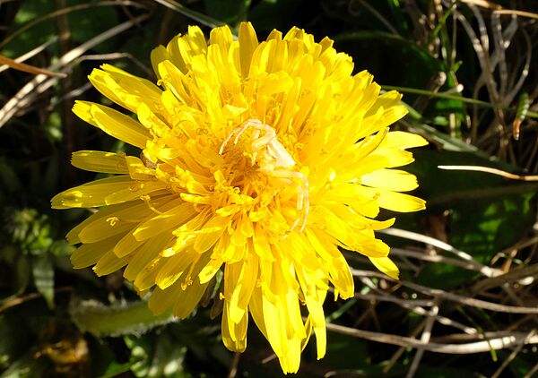 Hellgelbe Spinne sitzt getarnt in der Mitte einer hellgelben Löwenzahnblüte