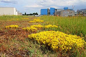 Meadow with dense clusters of small yellow flowers