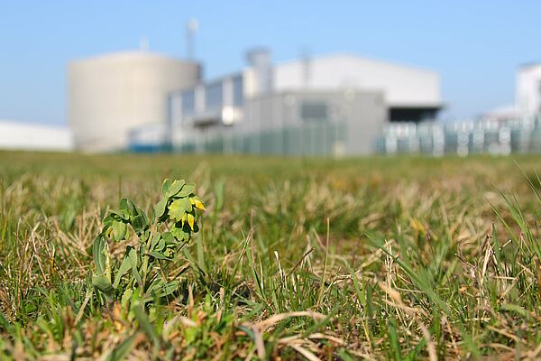 Eine einzige kleine, gelbe Blume wächst auf einer Wiese mit teils ausgetrockneten Grashalmen