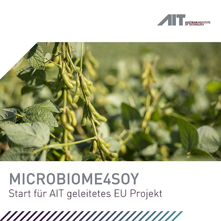 Das Bioresources Team des AIT Center for Health and Bioresources nimmt eine führende Rolle im neu gestarteten EU-finanzierten Projekt MICROBIOMES4SOY ein. Dieses zielt darauf ab, durch den Einsatz von Mikrobiomen nachhaltige landwirtschaftliche Praktiken zu fördern und die menschliche Gesundheit zu verbessern. Mit einem Fokus auf die Sojabohne als Modellpflanze soll das Projekt innovative mikrobiom-basierte Technologien entwickeln, die sowohl die Landwirtschaft als auch die menschliche Gesundheit positiv beeinflussen. Herausforderungen der modernen Landwirtschaft  Die globalen Herausforderungen der Nahrungsmittelproduktion und des Klimawandels erfordern dringende Lösungen, um nachhaltigere und umweltfreundlichere Ernährungsweisen zu fördern. Die herkömmliche Landwirtschaft ist stark von chemischen Düngemitteln und Pestiziden abhängig, was negative Auswirkungen auf die Umwelt und die menschliche Gesundheit haben kann. Darüber hinaus sind tierische Proteinquellen ressourcenintensiv und tragen erheblich zu den Treibhausgasemissionen bei. Mikrobiom-basierte Innovationen als Lösung  Das MICROBIOMES4SOY-Projekt setzt an diesen Herausforderungen an, indem es die Rolle von Mikrobiomen in der Landwirtschaft und Ernährung erforscht. Mikrobiome sind vielfältige Gemeinschaften von Mikroorganismen, die in der Umwelt und in menschlichen Körpern vorkommen. Das Projekt untersucht die Funktionen und Dynamiken von Boden- und Pflanzen-assoziierten Mikrobiomen, um deren Potenzial für nachhaltige landwirtschaftliche Praktiken zu nutzen. Angela Sessitsch, Projektkoordinatorin und Leiterin der AIT Bioresources Gruppe, erläutert: „Wir werden die Sojabohne als Modellpflanze nutzen, um die Dynamik und Funktionen von Boden- und Pflanzen-Mikrobiomen besser zu verstehen. Gleichzeitig entwickeln wir mikrobielle Anwendungen, die die Stressresistenz der Pflanzen erhöhen und die Nährstoffqualität der Sojabohne verbessern.“ Zukunftsaussichten und langfristige Vorteile  MICROBIOMES4SOY kann nicht nur zur Entwicklung nachhaltigerer landwirtschaftlicher Praktiken beitragen, sondern auch zur Förderung gesünderer Ernährungsweisen. Durch mikrobiom-basierte Innovationen kann die Sojabohne als klimafreundliche Proteinquelle etabliert werden, die sowohl die menschliche Gesundheit als auch die Umwelt positiv beeinflusst. Beatrix Wepner, AIT Center for Innovation Systems & Policy, betont: „Es ist entscheidend, einen ganzheitlichen Ansatz im Lebensmittelsystem zu verfolgen, um nachhaltige Lösungen zu entwickeln. Mikrobiome spielen dabei eine zentrale Rolle, da sie die Bodenfruchtbarkeit sowie die Gesundheit von Pflanzen, Tieren und Menschen beeinflussen.“  Das Projekt wird durch die Zusammenarbeit von 17 Partnern aus 10 Ländern unterstützt, die ihr Fachwissen in den Bereichen Boden-, Pflanzen-, Human- und Tiermikrobiome, Bioinformatik, Modellierung, Pflanzenproduktion, Aquakultur, Lebensmittel- und Futtermittelproduktion, Lebensmittelsystem-Mapping und wissenschaftliche Kommunikation einbringen.  Erfahren Sie mehr unter: microbiomes4soy.eu
