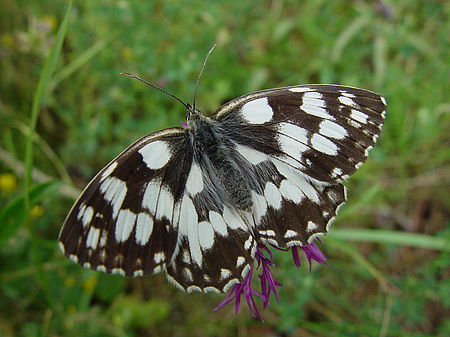 Black and white butterfly on a flower in a meadow
