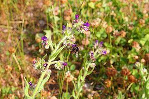 A wild bee is gathering nectar from a small purple flower