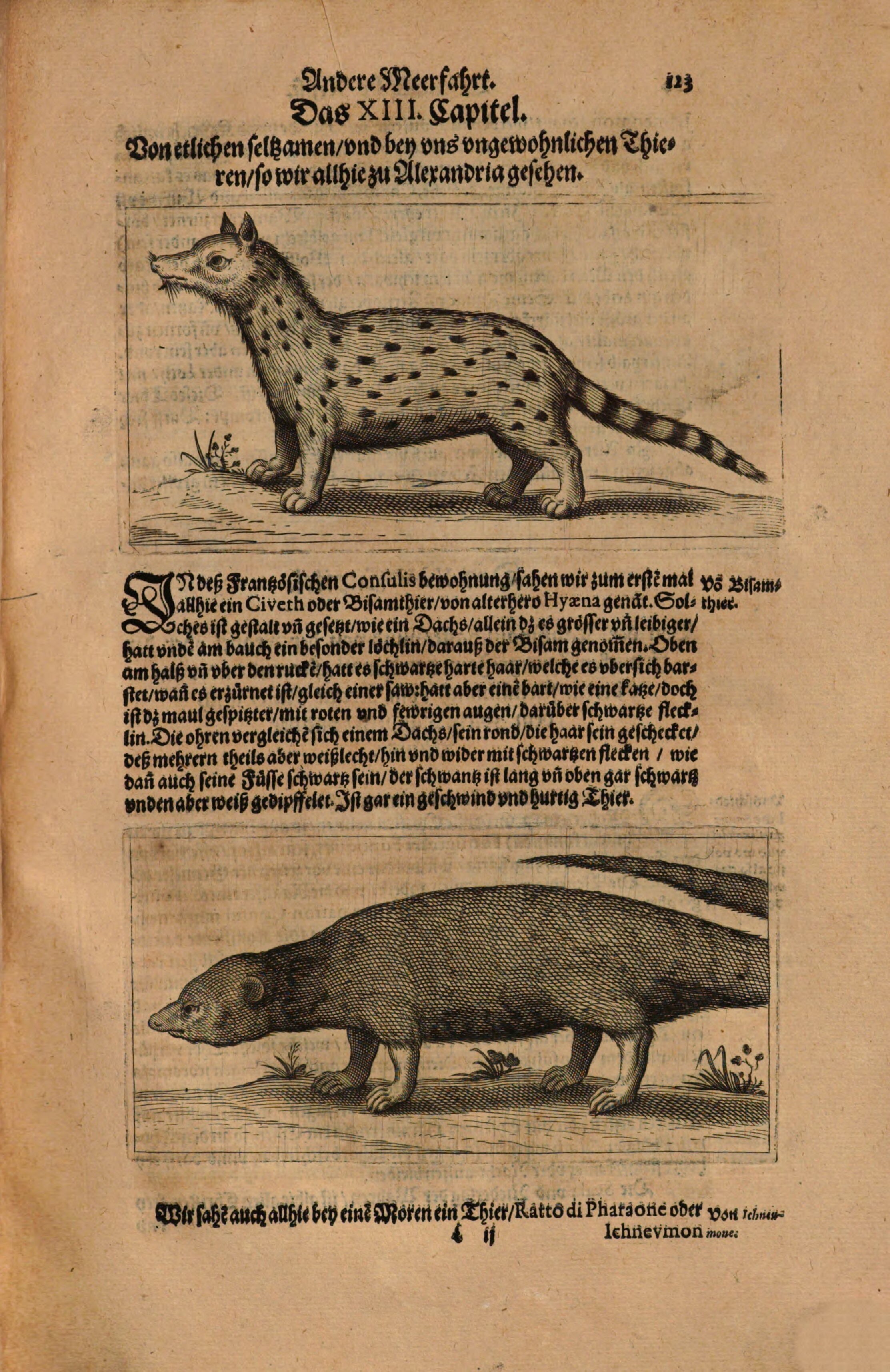 Hyäne oder Ginsterkatze? In einem deutschsprachigen Reisebericht des 17. Jahrhunderts wird eine Hyäne beschrieben, aber das Bild zeigt eine Ginsterkatze. Zustande kamen solche Fehler, weil die Abbildungen zum Teil erst im Nachhinein von Menschen geschaffen wurden, die selbst nicht gereist waren, oder die Bilder im Zuge der Drucklegung an falscher Stelle eingesetzt wurden. © ÖNB.