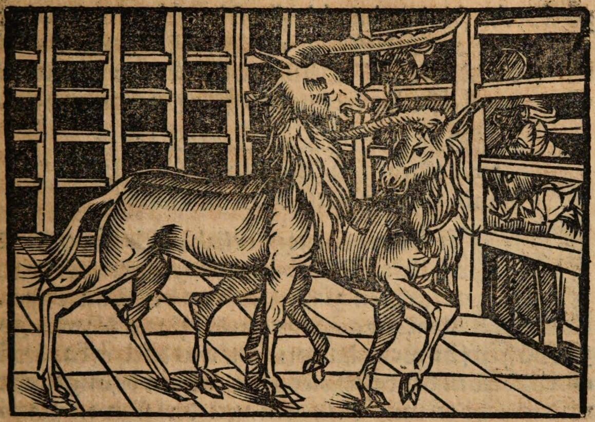 Der italienische Gelehrte und Weltreisende Ludovico di Varthema hat im frühen 16. Jahrhundert angegeben, er habe am Hof des Sultans zwei Einhörner gesehen. Man geht davon aus, dass er tatsächlich Tiere gesehen hat, die an Einhörner erinnern – wahrscheinlich handelte es sich um Oryxantilopen, die eines ihrer Hörner verloren hatten. © ÖNB.