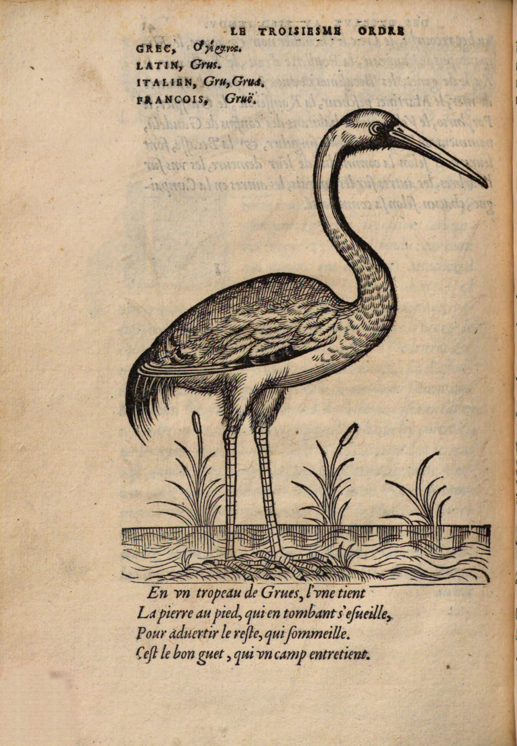 Darstellung eines Kranichs in einem französischen Reisebericht des 16. Jahrhunderts. Quelle: Pierre Belon, Portraits D’Oyseavx, Animavx, Serpens, Herbes, Arbres, Hommes Et femmes, d’Arabie & Egypte, obseruez par P. Belon du Mans [...], Paris: Guillaume Cauellat 1557, nach S. 41  http://data.onb.ac.at/ABO/%2BZ197995700,  © ÖNB.