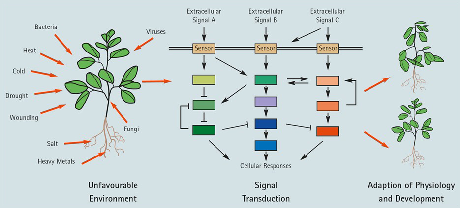 Informationsgrafik zur Pflanzenstressresistenz, eine Darstellung der äußeren und inneren Einflusse und der Wirkungswege.