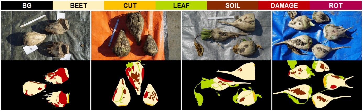 Images from an annotated dataset. Top row of 4 images, each with 3 sugar beets on different colored backgrounds showing damage.  Bottom row, computer image with damage marked in red.
