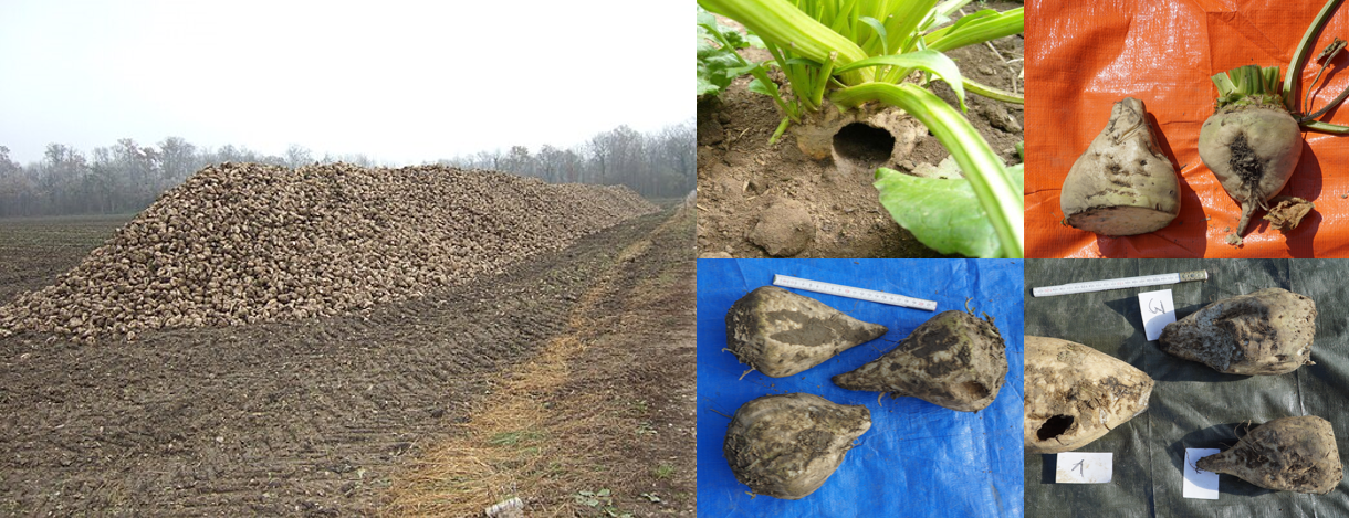 Bildcollage: Geerntete Zuckerrüben auf einem Haufen auf dem Feld. Rechts einzelne Rüben, die Beschädigungen aufweisen auf unterschiedlich färbigem Untergrund.