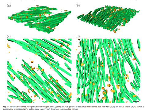 Die langen grünen Stränge stellen die Kollagenfibrillen dar und die kleinen gelben Objekte visualisieren die Proteoglykane. Paper Sarah Schneider